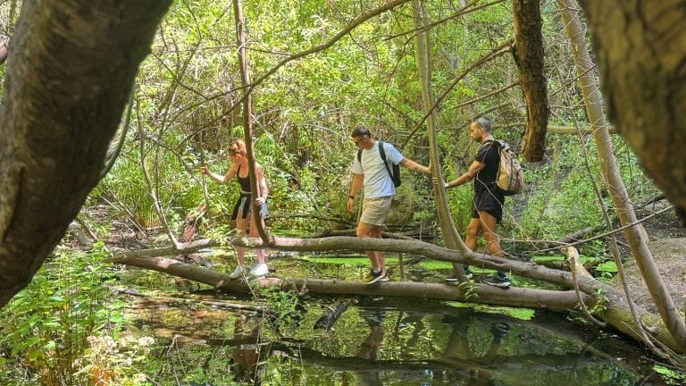 Why the Rainforest Tour Is Perfect Year-Round